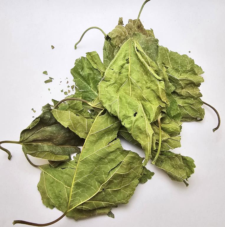 Mulberry Leaves, Лист шелковицы, Morus alba L.